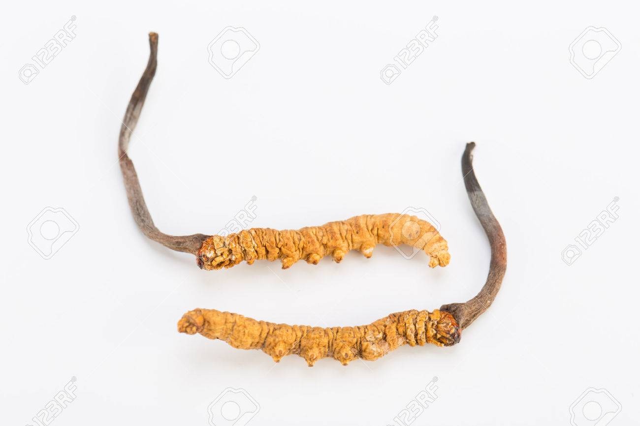 Yarsagumba (Caterpillar fungus) 1 pcs