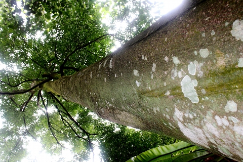 AQUILARIA SINESIS (AGAR WOOD)