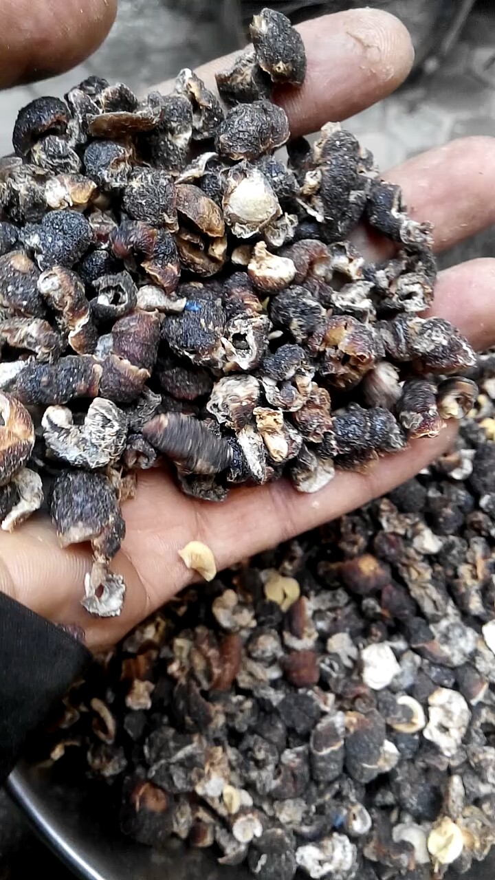 Ayurvedic Herbal Medicinal Phyllanthus Emblica Indian Gooseberry Amala