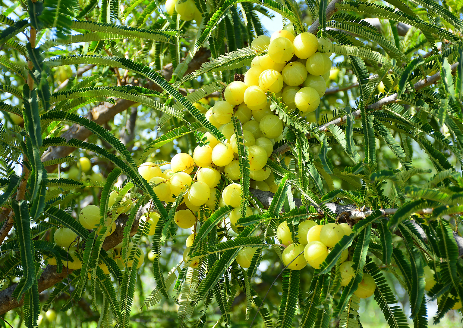 Phyllanthus Emblica Amala