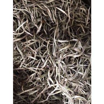 Fresh Natural Tea 'Silver Needle'