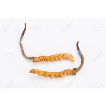 Yarsagumba (Caterpillar fungus) 1 pcs