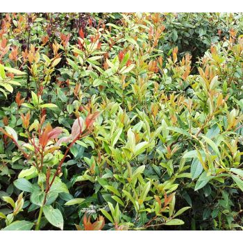 100% Pure Natural Organic Wintergreen Essential Oil 