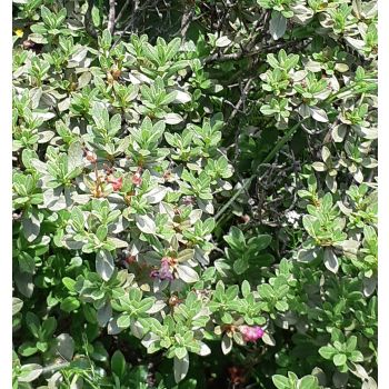 100% Pure Natural Organic Rhododendron Anthopogon Oil