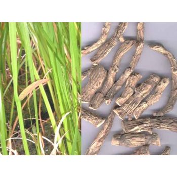 Acorus calamus Sweet Flag (Bojho)