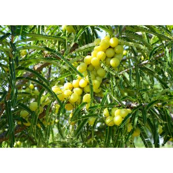 Phyllanthus Emblica Amala