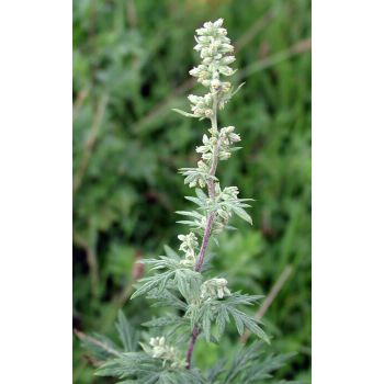 100% Natural Organic Artemisia Essential Oil