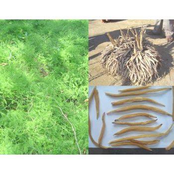 100% Pure Natural Asparagus Racemosus