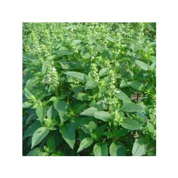 100% Pure Natural Organic Basil Essential Oil