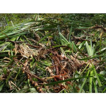 Natural Organic Calamus Sweet Flag Essential Oil