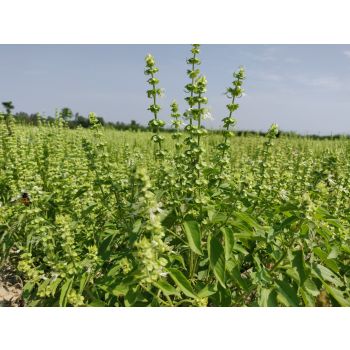 100% Pure Natural Organic French Basil Essential Oil 