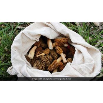 Gucchi Mushroom (True morels)