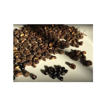 Natural Zanthoxylum Timur Essential Oil