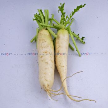 High Quality Export Level Fresh Organic Raddish