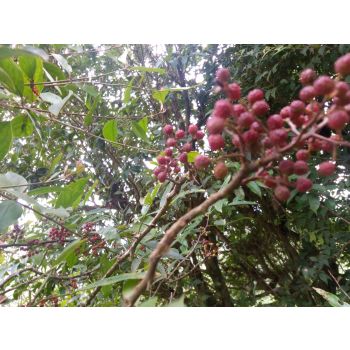 Natural Organic Zanthoxylum Timur Essential Oil