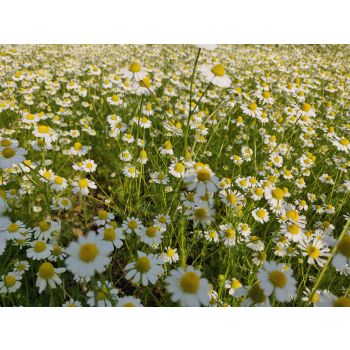 100% Pure Natural Organic German Chamomile Oil