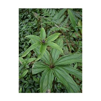 Paris Polyphylla "Satuwa"