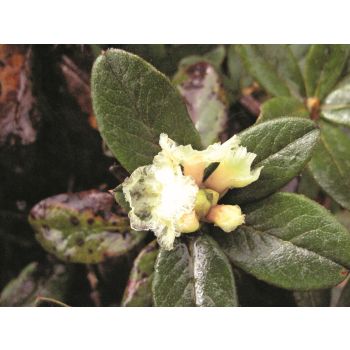 100% Pure Natural Organic Anthopogon Essential Oil