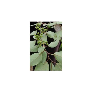 Sil Timur Essential oil 'Organic'