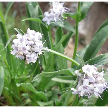 100% Pure Natural Organic Jatamansi Essential Oil