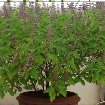 Tulsi Dry Leaves-Holy Basil