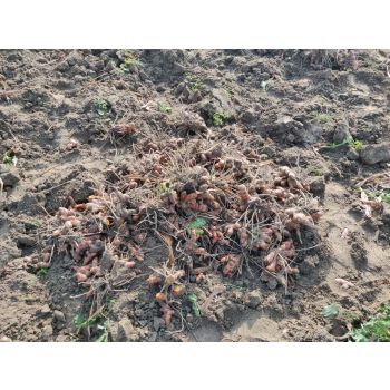 100% Natural Organic Turmeric Fresh Root Essential oil 