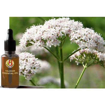 100% Natural & Pure Medicinal Valerian Essential Oil