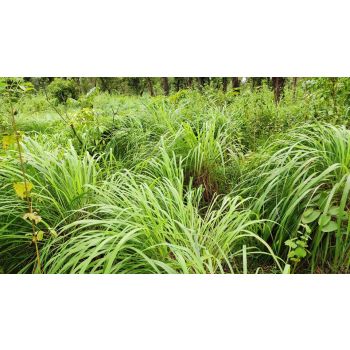 100% Pure Natural Organic Lemongrass Essential Oil