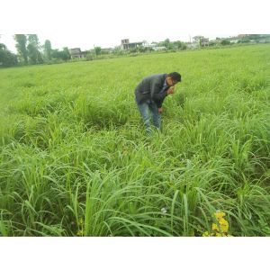 Organic Citronella Essential oil