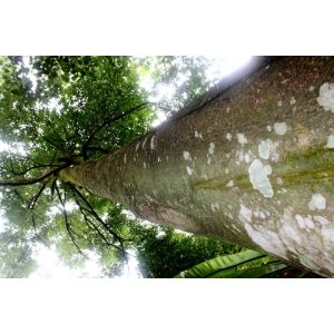 AQUILARIA SINESIS (AGAR WOOD)