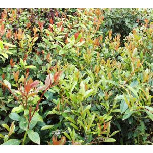 100% Pure Natural Organic Wintergreen Essential Oil