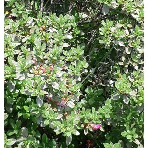 100% Pure Natural Organic Rhododendron Anthopogon Oil