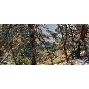 100% Pure Natural Organic Himalayan Silver Fir Essential Oil 