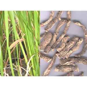 Acorus calamus Sweet Flag (Bojho)