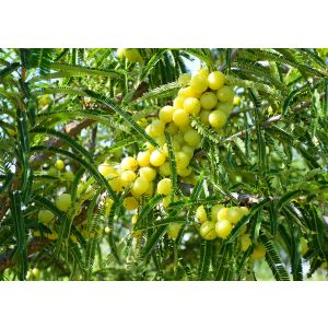 Phyllanthus Emblica Amala