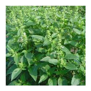 100% Pure Natural Organic Basil Essential Oil