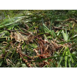 Natural Organic Calamus Sweet Flag Essential Oil