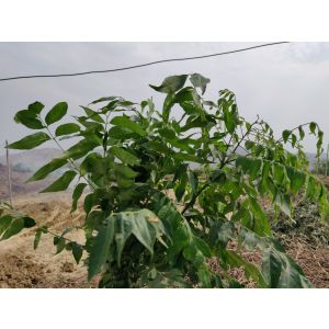 100% Natural Organic Curry Leaf Essential Oil