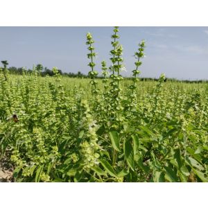 100% Pure Natural Organic French Basil Essential Oil 