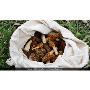 Gucchi Mushroom (True morels)