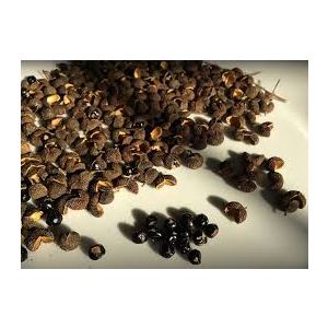 Natural Zanthoxylum Timur Essential Oil