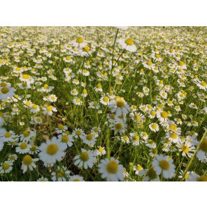 100% Pure Natural Organic German Chamomile Oil