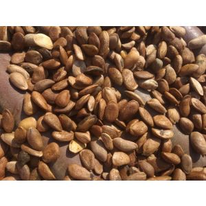 Natural Medicinal Citrullus Colosynthis Trichosanthes Wallichiana Seeds