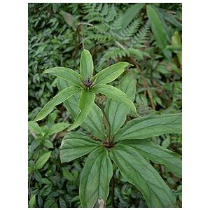 Paris Polyphylla "Satuwa"