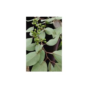 Sil Timur Essential oil 'Organic'