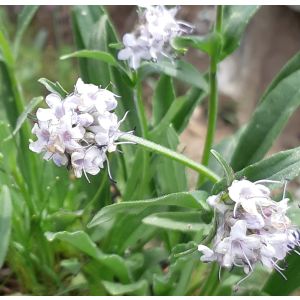 100% Pure Natural Organic Jatamansi Essential Oil