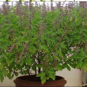 Tulsi Dry Leaves-Holy Basil