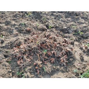 100% Natural Organic Turmeric Fresh Root Essential oil 