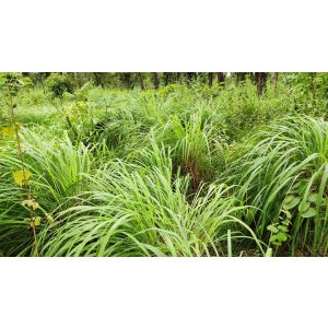 100% Pure Natural Organic Lemongrass Essential Oil