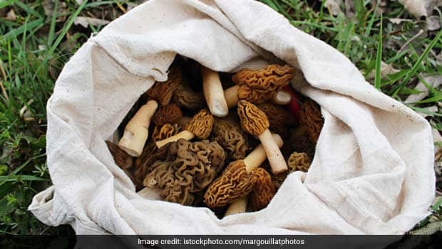 Gucchi Mushroom (True morels)